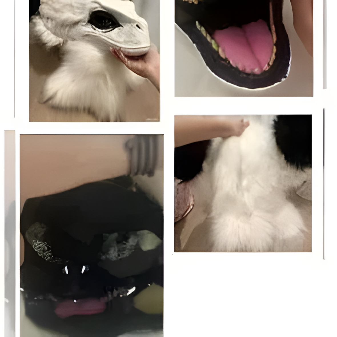 Fursuit to order (read description)